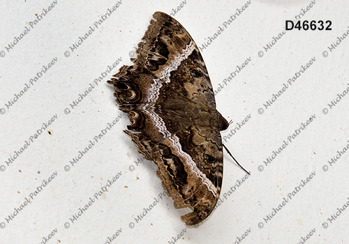 Black Witch (Ascalapha odorata)